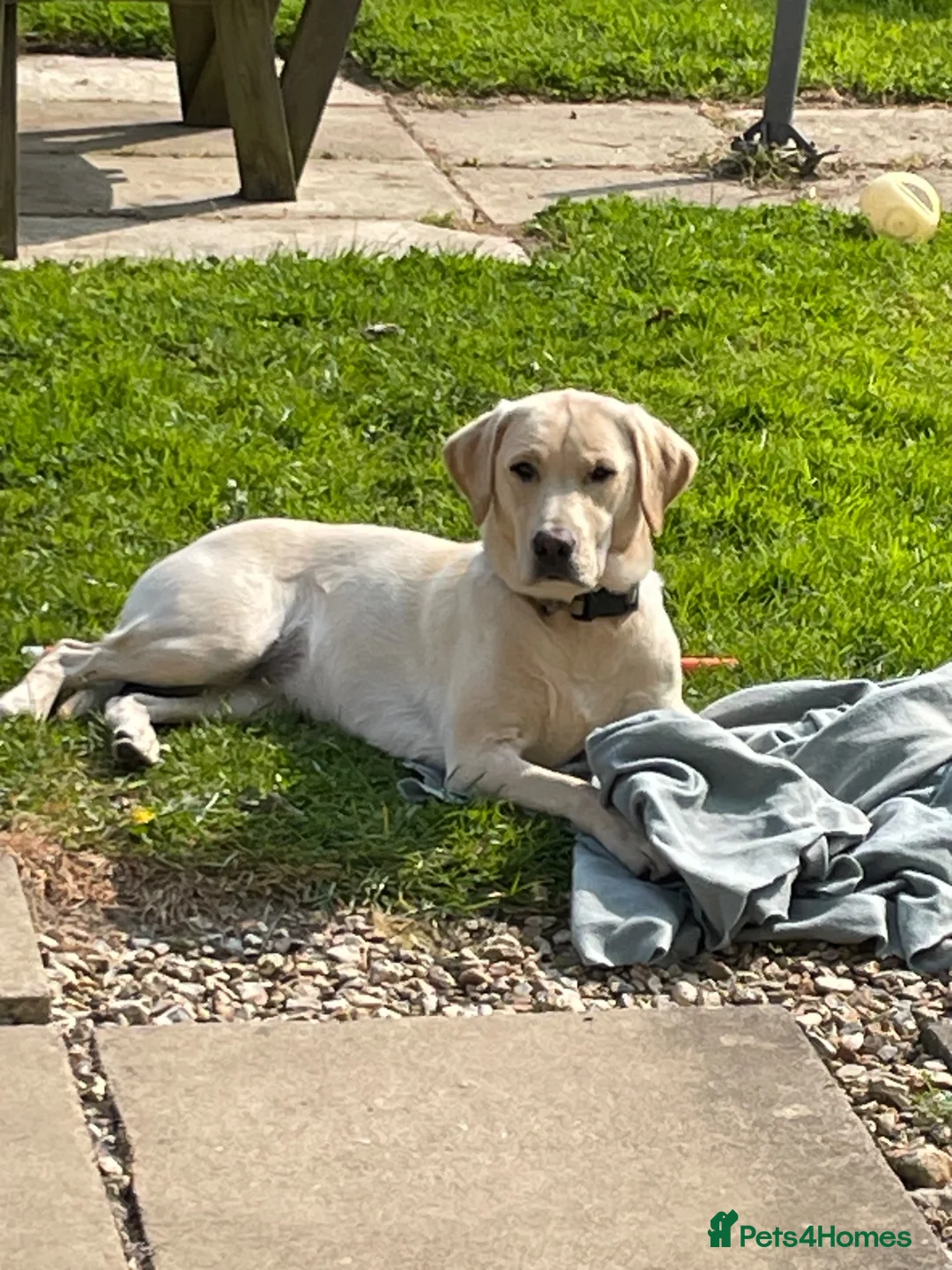 Mixed Breed dogs for sale: Labrador cross in Bridport - Advert 1