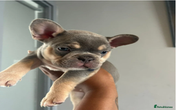 French Bulldog dogs for sale: Beautiful French Bulldog Puppies - READY NOW !! - Image 3
