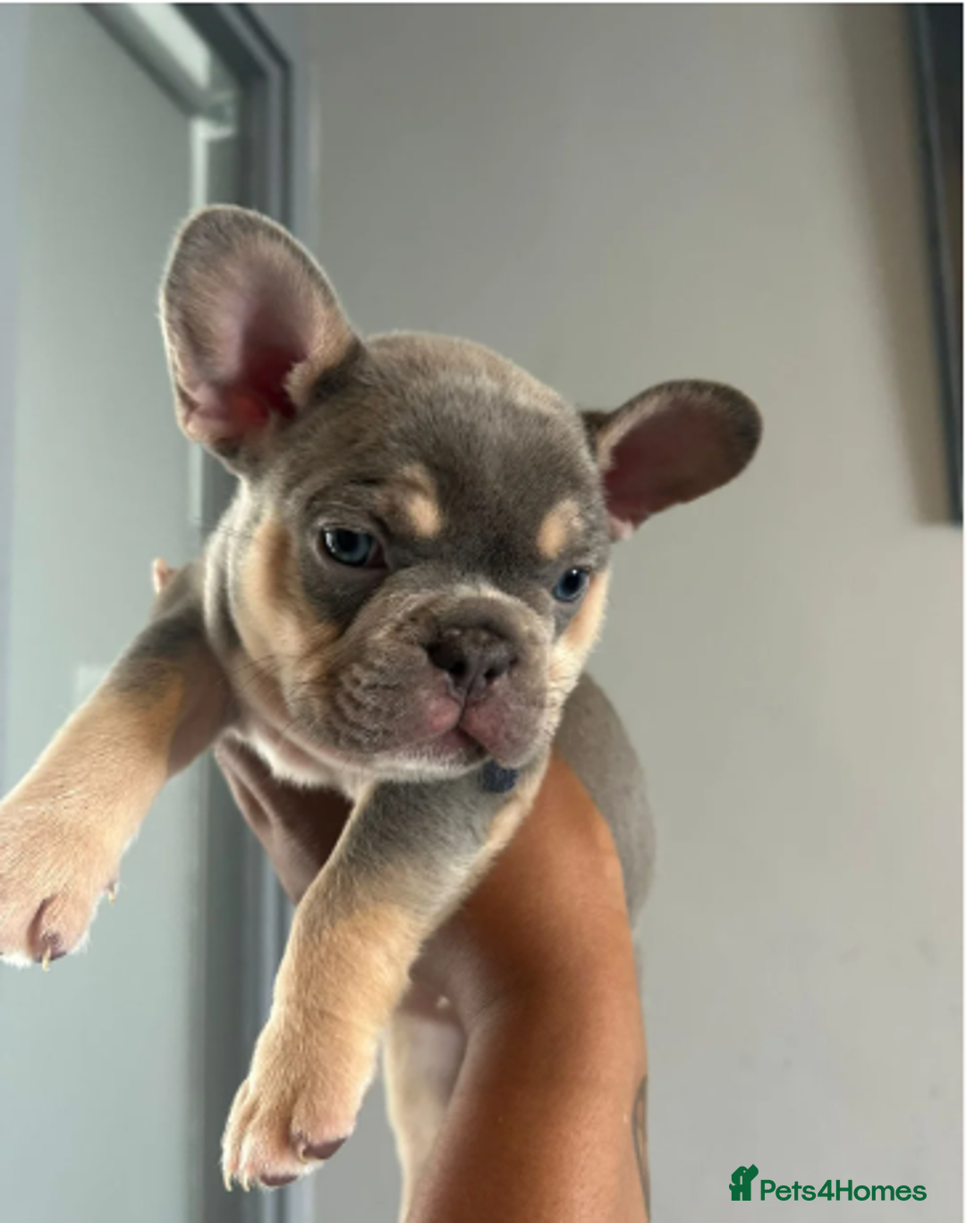 French Bulldog dogs for sale: Beautiful French Bulldog Puppies - READY NOW !! - Image 3