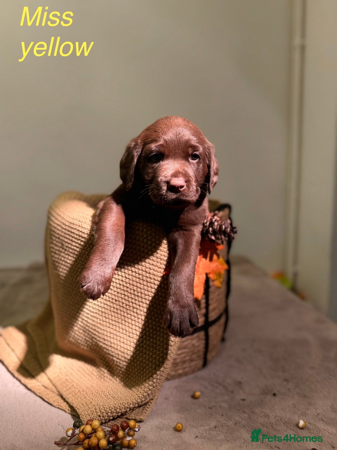 Labrador Retriever dogs for sale: 🐾 Beaytiful KC Labrador puppies!🐾 - Advert 5