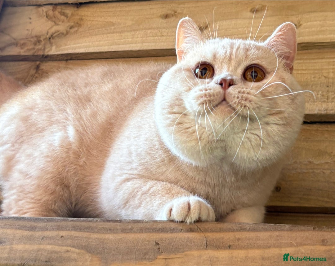 British Shorthair cats for sale: Lovely BSH  - Image 22