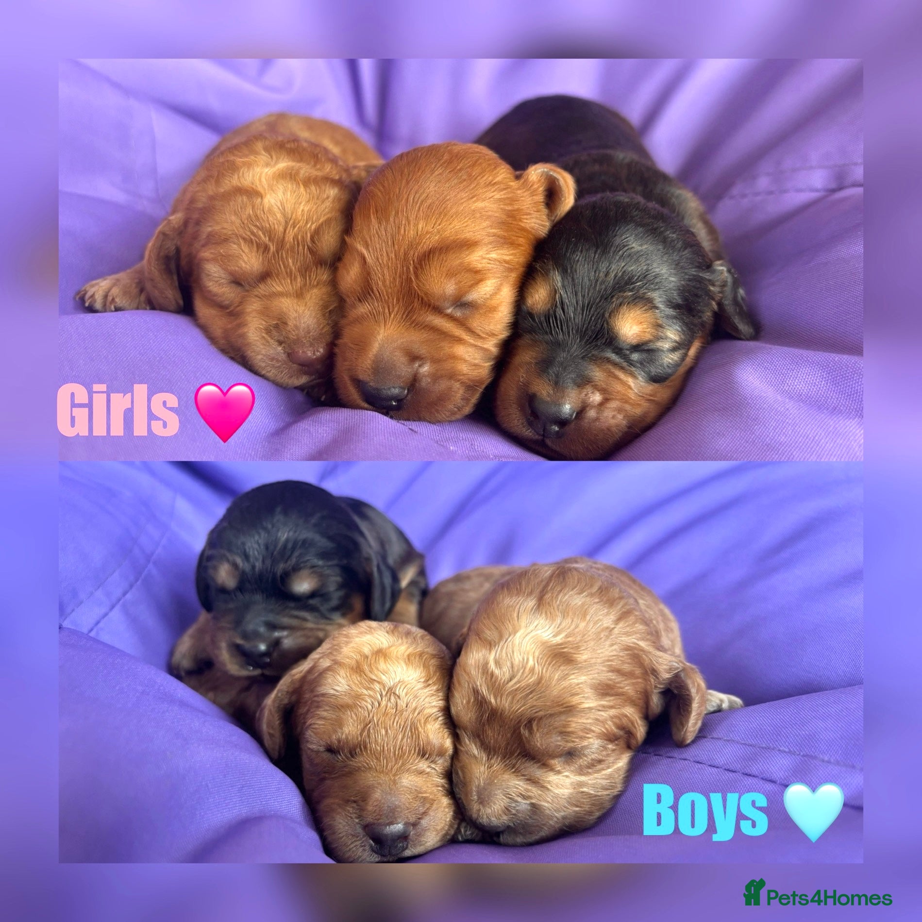 Cockapoo dogs Beautiful F2B cockapoo puppies - Advert 14
