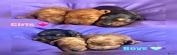 Cockapoo dogs for sale: Beautiful F2B cockapoo puppies - Advert 1