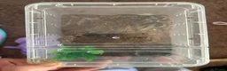 Tarantulas invertebrates for sale: Curly hair tarantula - Advert 1