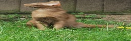 Oriental cats for sale: Stunning Cinnamon Oriental Longhair boy - Advert 11