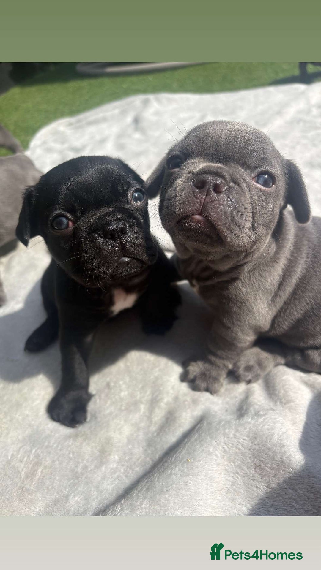 French Bulldog dogs for sale: 5 gorgeous fur babies 🩷 - Image 9