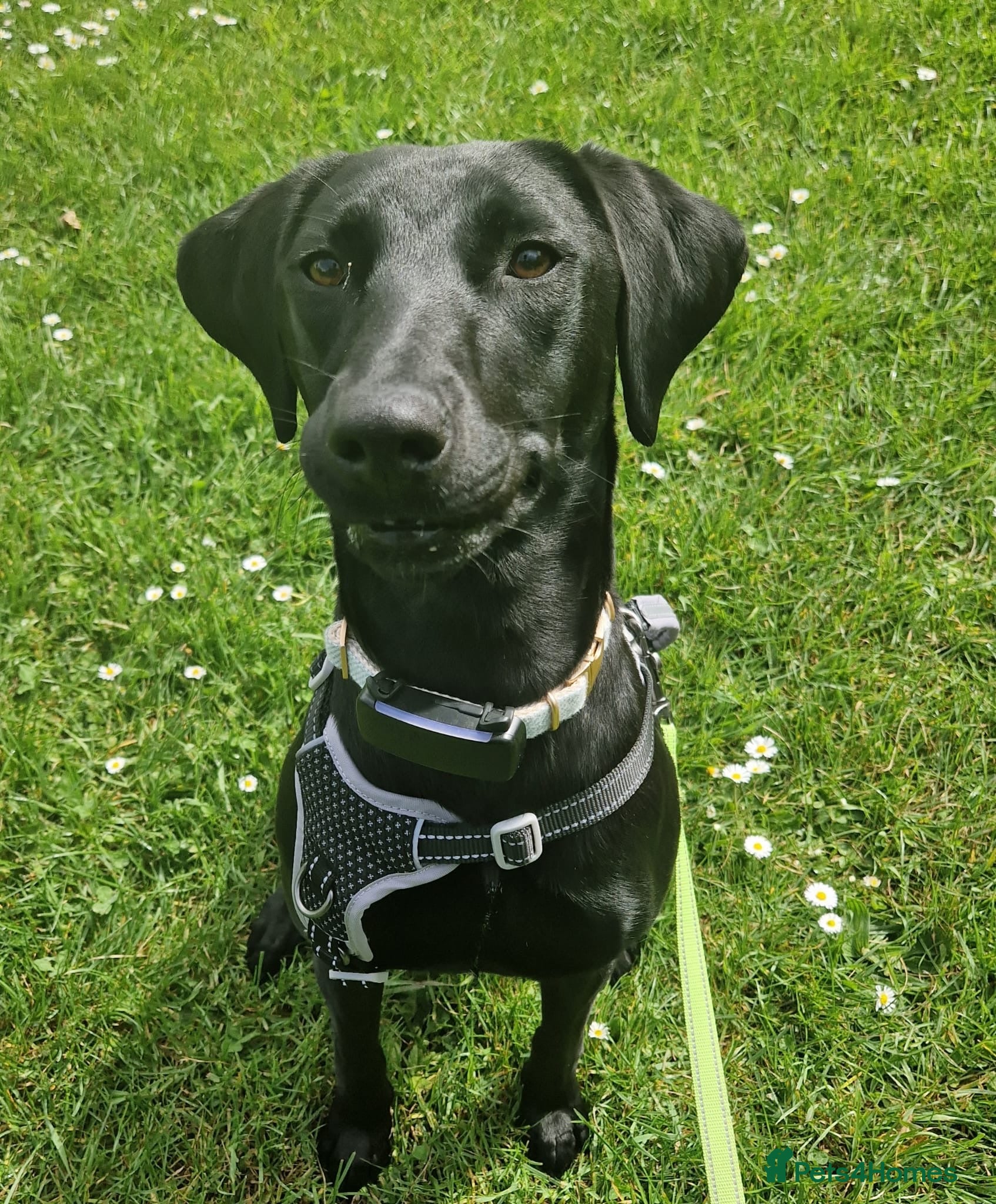Mixed Breed dogs Bingo – Whippet x Labrador (Whipador)  - Advert 1