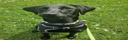 Mixed Breed dogs for sale: Bingo – Whippet x Labrador (Whipador)  in Maidstone - Advert 1