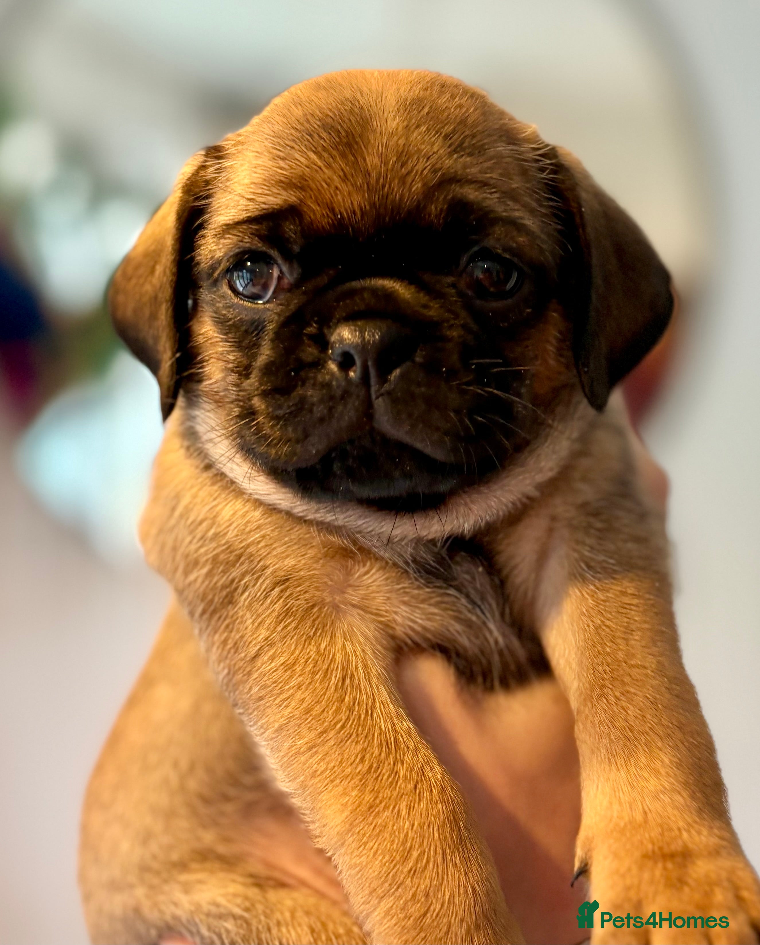 Puggle dogs Puggle Puppies - 1 LEFT!! – Ready 12th Dec! - Advert 1