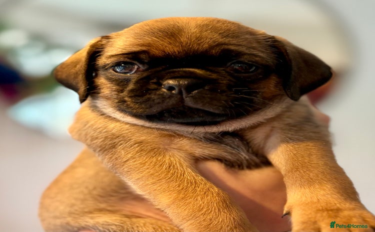 Puggle dogs Puggle Puppies - 2 LEFT!! – Ready 12th Dec! - Advert 7