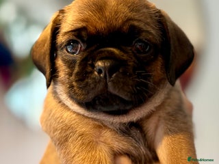 Puggle dogs Puggle Puppies - 2 LEFT!! – Ready 12th Dec! - Advert 6
