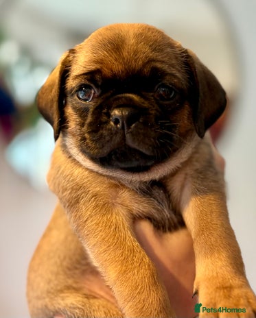Puggle dogs Puggle Puppies - 2 LEFT!! – Ready 12th Dec! - Advert 1