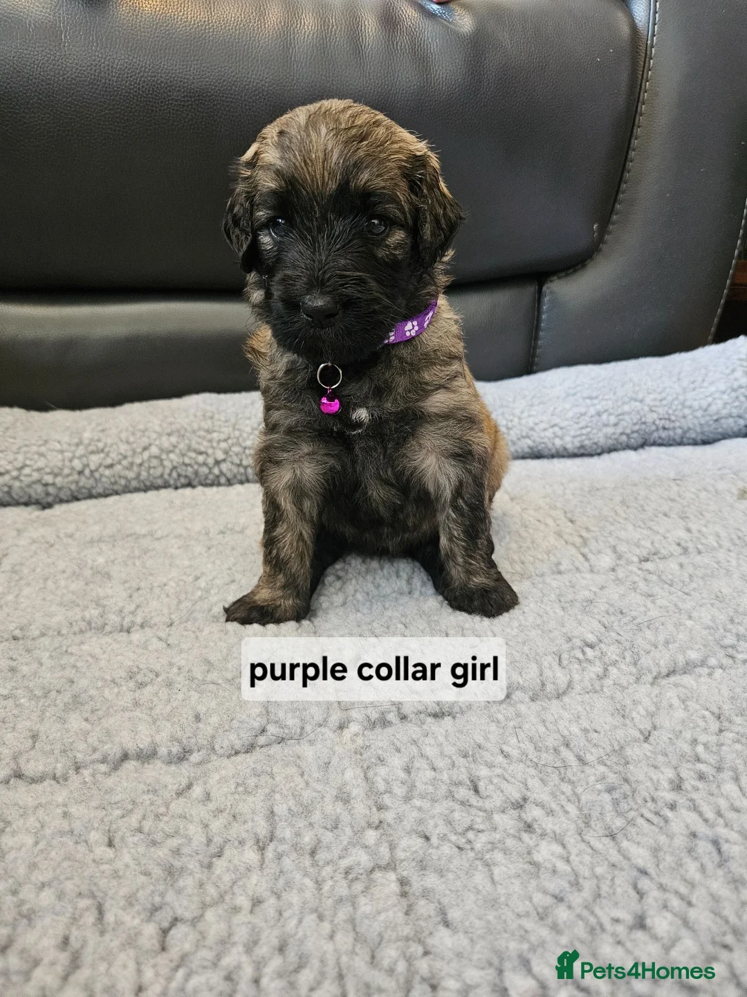 Goldendoodle dogs for sale: Beautiful f1 Goldendoodles  - Advert 39