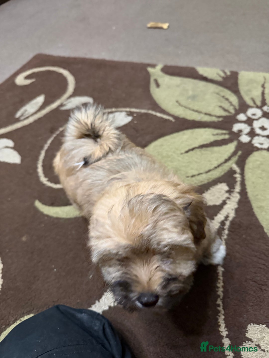 Havanese dogs for sale: ***Amazing Havanese Puppies *** - Advert 16