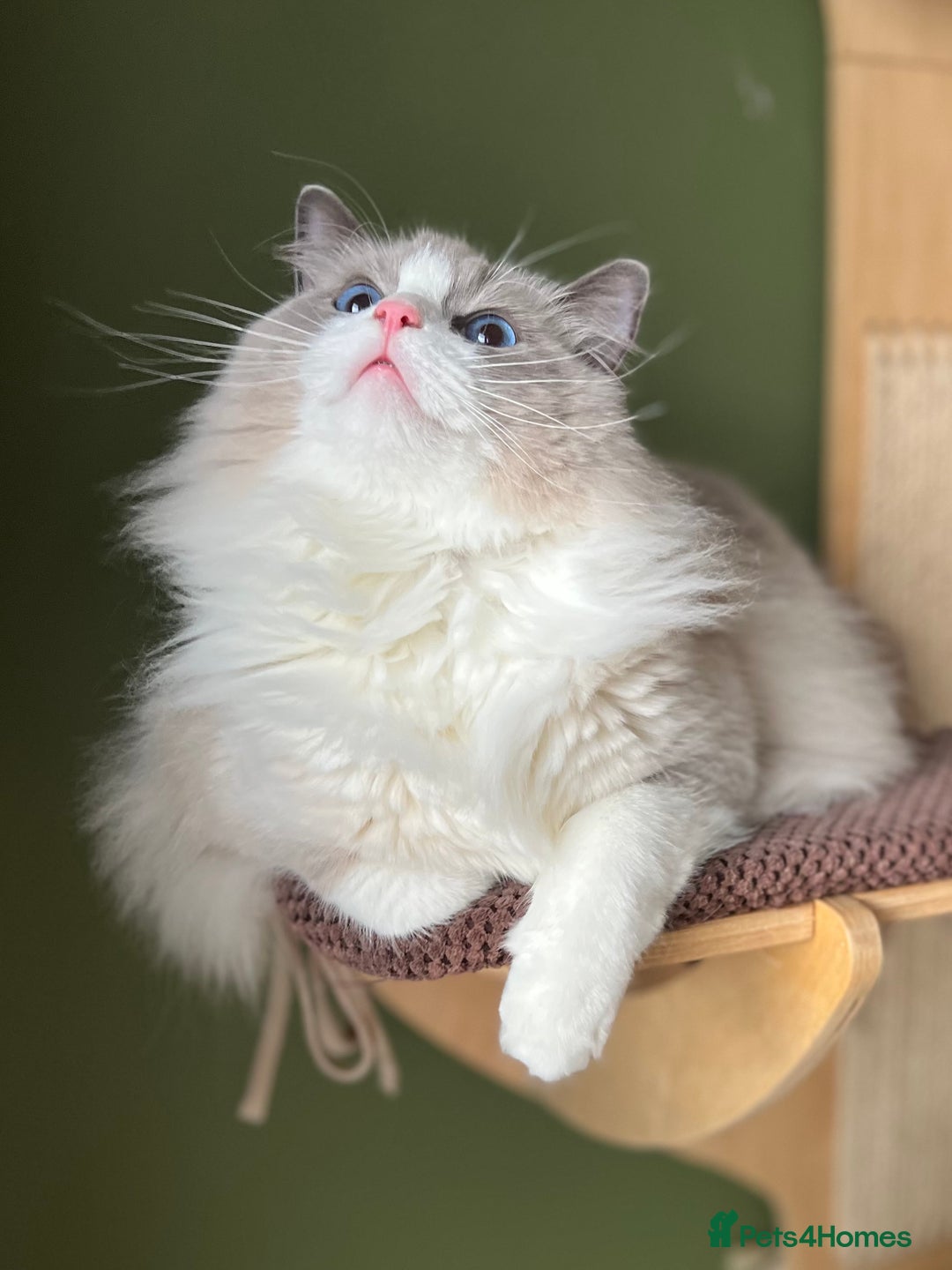 Ragdoll cats for sale: Amazing big ragdoll boy.  - Advert 7