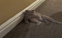 Scottish Fold cats for sale: Selling Scotish fold kitten - Image 6