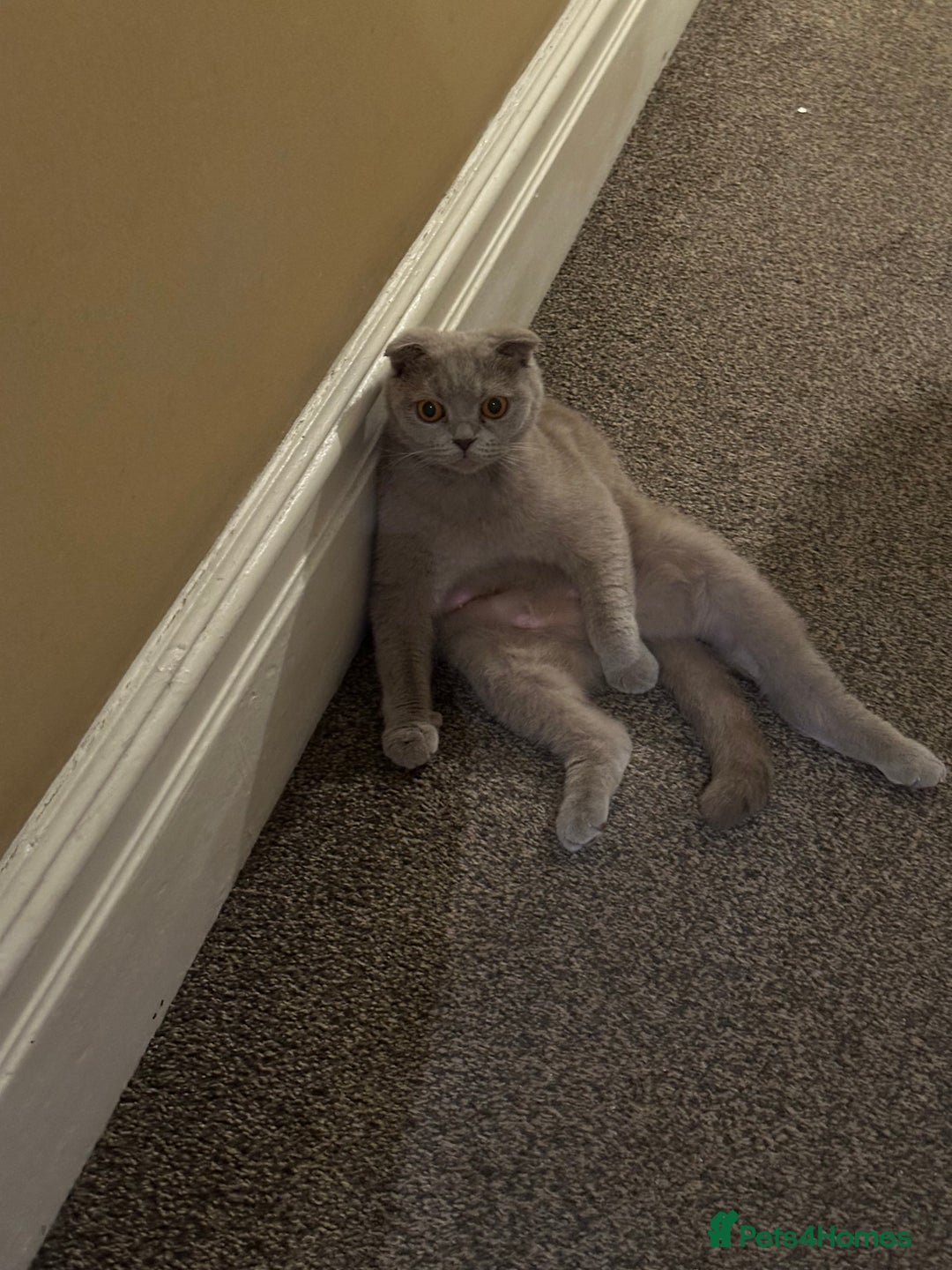 Scottish Fold cats for sale: Selling Scotish fold kitten - Image 6