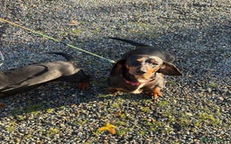 Dachshund dogs for sale: Three beautiful dachshund’s  - Advert 13