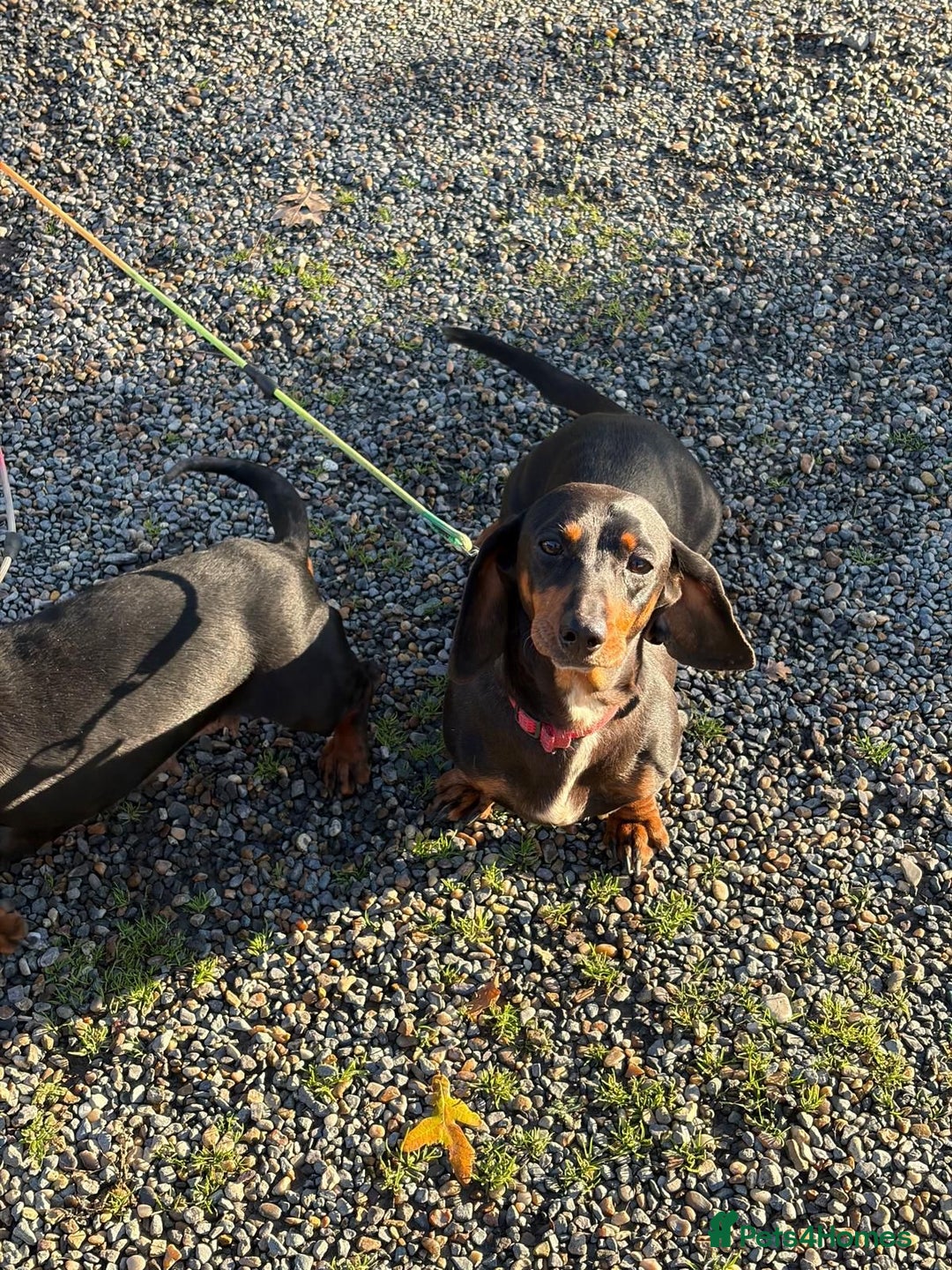 Dachshund dogs for sale: Three beautiful dachshund’s  - Advert 13