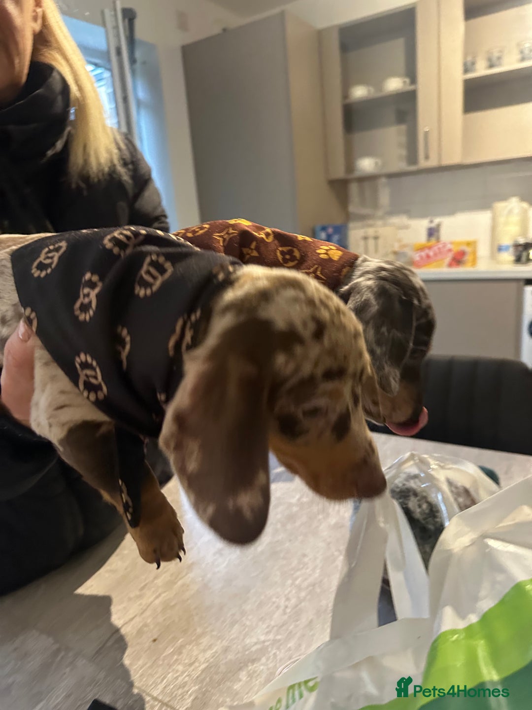 Dachshund dogs for sale: Dachshund puppies  - Advert 4