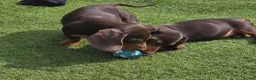 Miniature Dachshund dogs for sale: Stunning miniature dachshund puppies - Advert 5