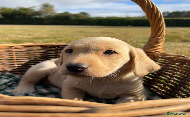 Labrador Retriever dogs - Advert 1