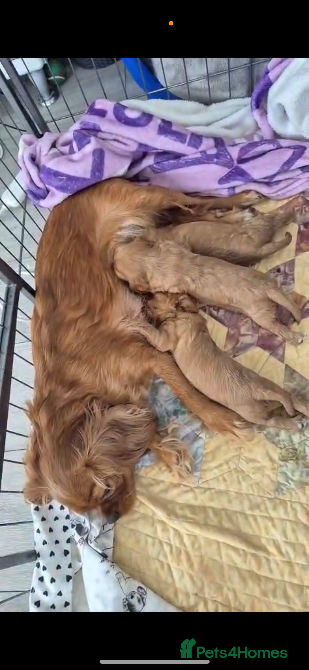 Cavalier King Charles Spaniel dogs for sale: beautiful ruby king charles cavalier  - Image 12