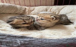 Persian cats for sale: Persian kittens - Image 4