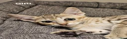 Savannah cats for sale: Stunning F5 SBT Savannah Kittens in Bradford - Advert 15