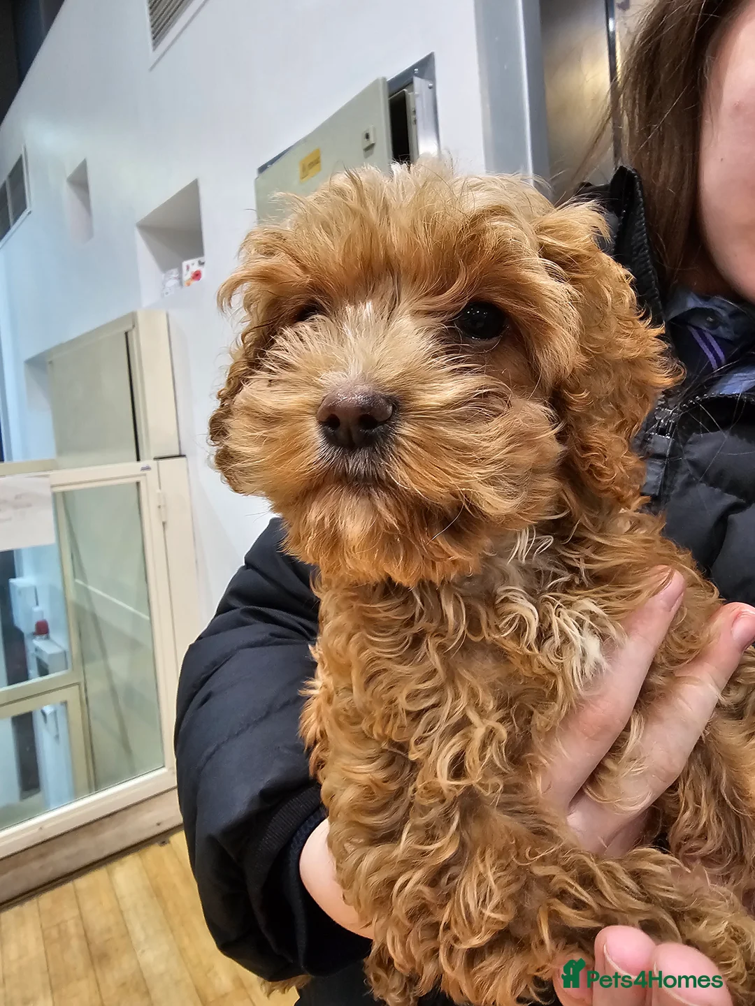 Cockapoo dogs for sale: Male cockapoo puppy  - Advert 1