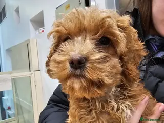 Cockapoo dogs Male cockapoo puppy - Advert 1