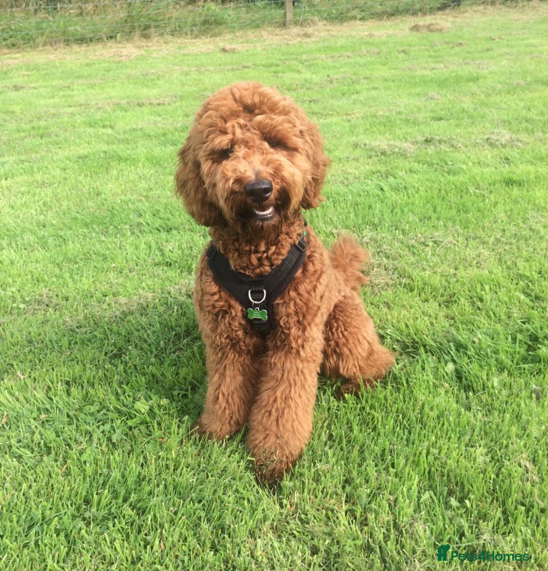 Goldendoodle dogs for sale: multigenerational Australian Golden doubledoodles - Advert 21