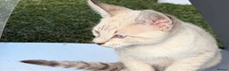 Savannah cats for sale: SBT SNOW & BST SAVANNAHS KITTENS - Advert 8