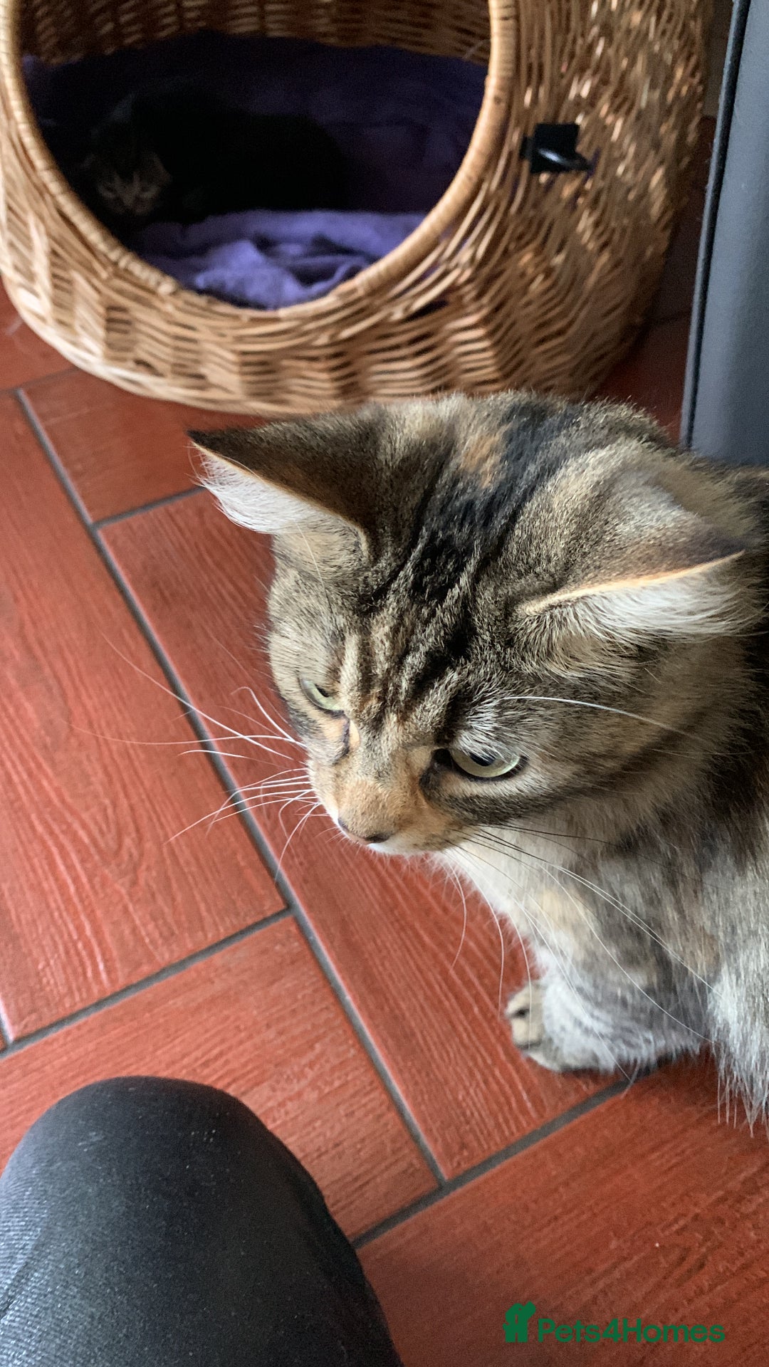 Mixed Breed cats for sale: 3 beautiful kittens for sale - Image 9
