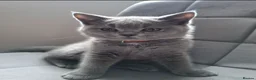 British Shorthair cats for sale: Gccf ACTIVE British shorthair kitten - Advert 6