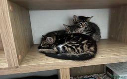 British Longhair cats for sale: Lovely kittens  - Image 2