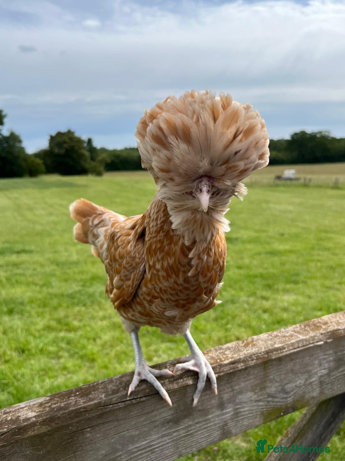 Chickens poultry Bantams for sale! Look at description for breeds!  - Advert 1
