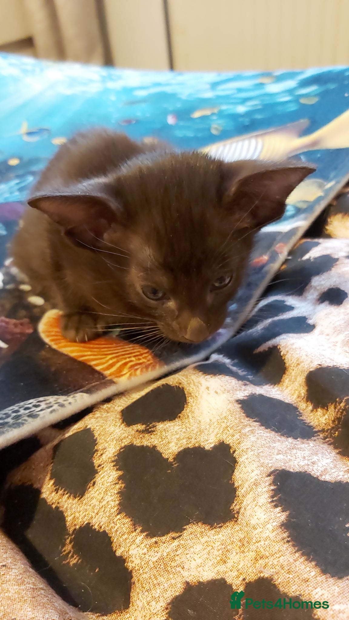 Oriental cats Full Pedigree Oriental 2 Kittens XL size ears GCCF - Advert 3