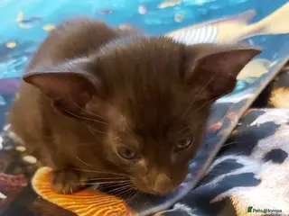 Oriental cats Full Pedigree Oriental 2 Kittens XL size ears GCCF - Advert 3