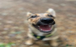Mixed Breed dogs for sale: Belgian Malinois Puppy - Image 2