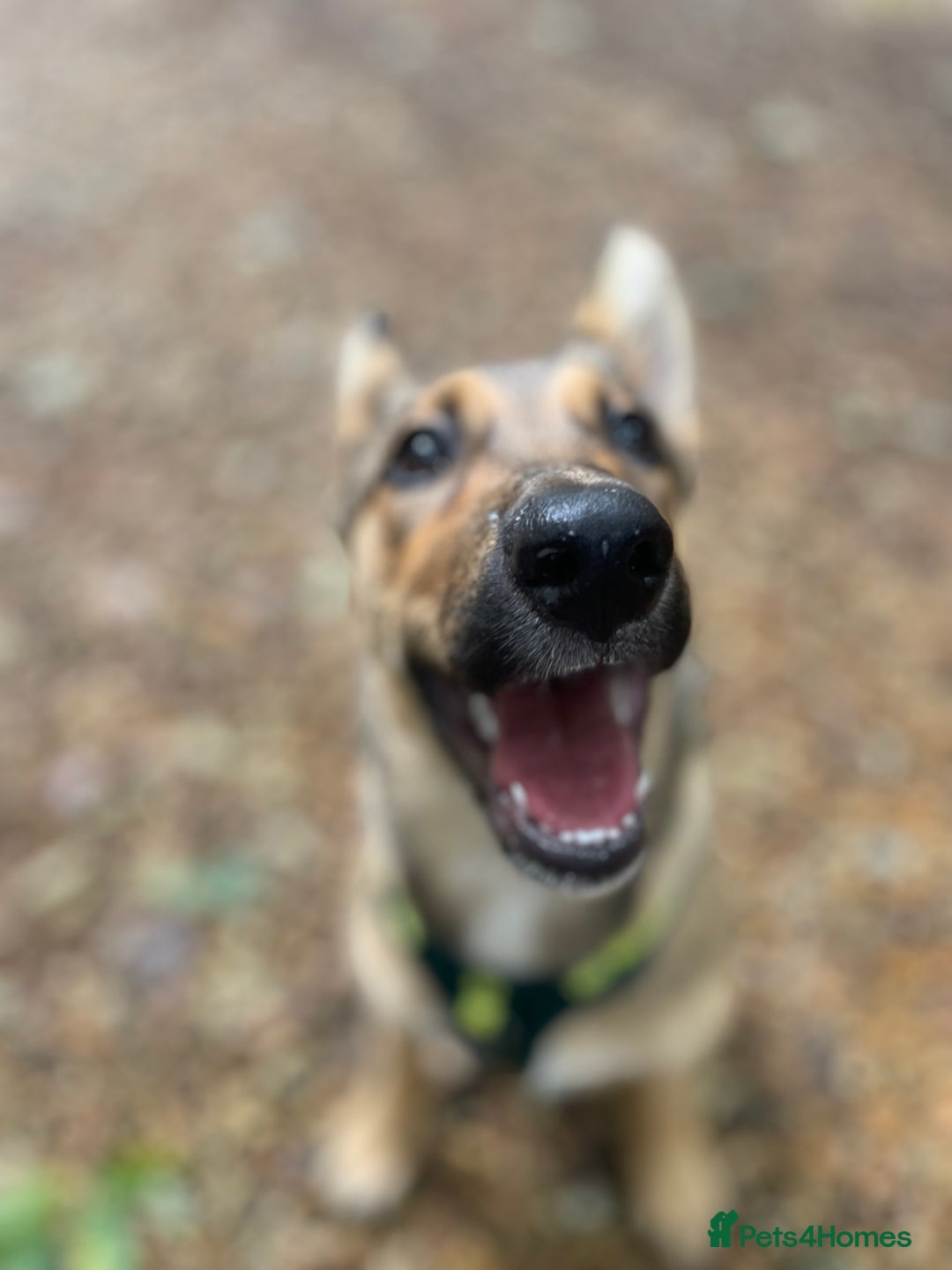 Mixed Breed dogs for sale: Belgian Malinois Puppy - Image 2