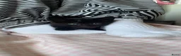 Mixed Breed cats for sale: 8 week old kittens for sale - Advert 2