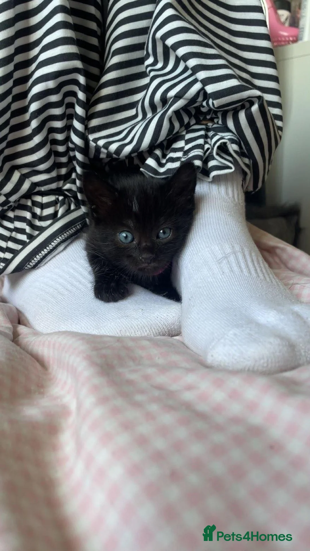 Mixed Breed cats for sale: 8 week old kittens for sale - Advert 2