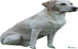 Labrador Retriever dogs for sale: Family/Working bred KC Labradors - Image 24