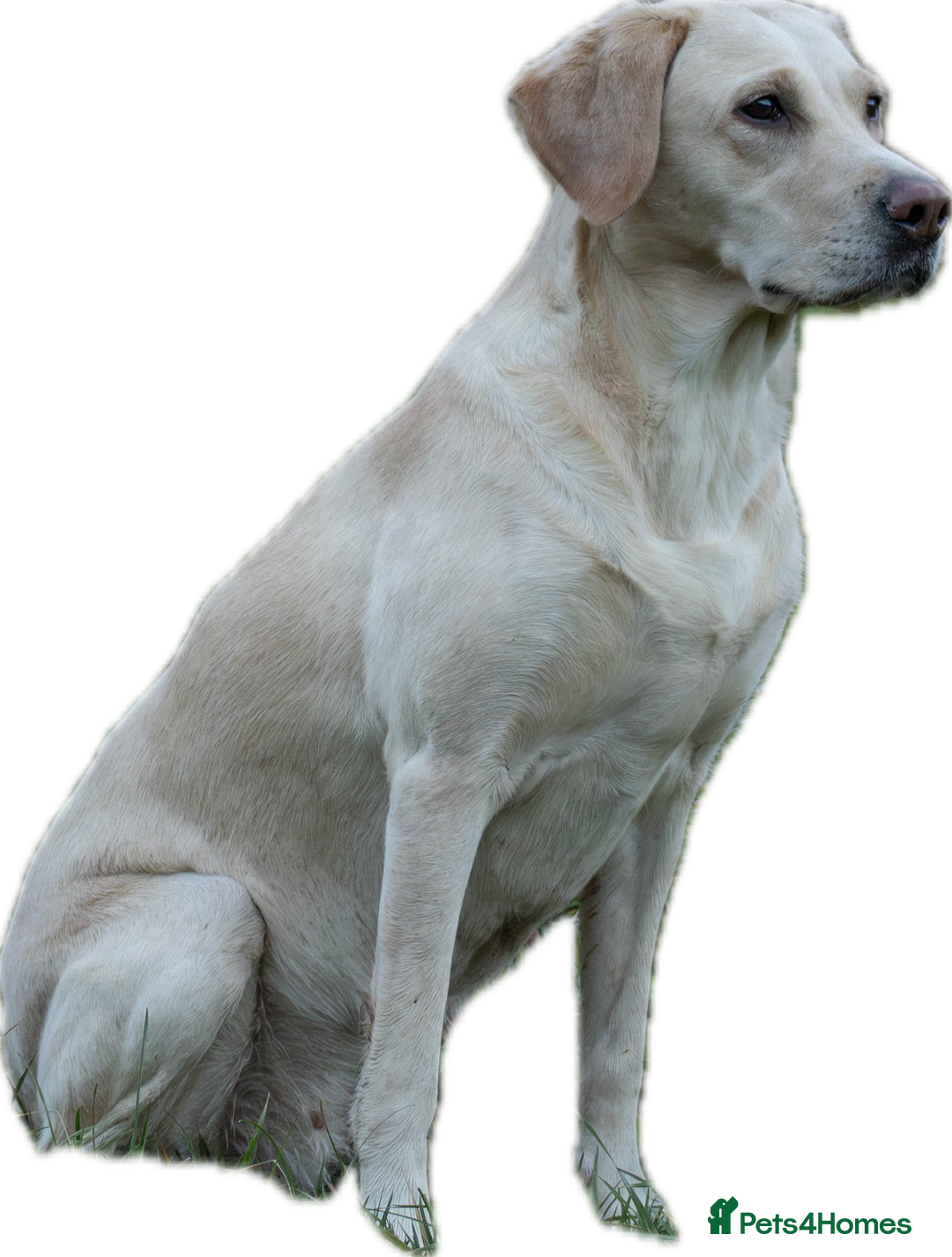 Labrador Retriever dogs for sale: Family/Working bred KC Labradors - Image 24