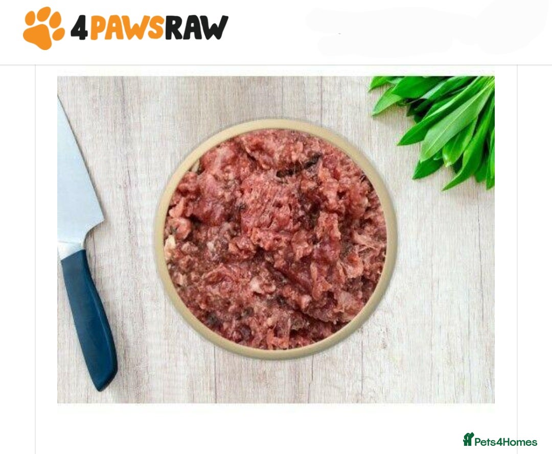 Mixed Breed cats for sale: Purrfect Rare Elf Eared Fur Babies Ready 14th Feb - Advert 14