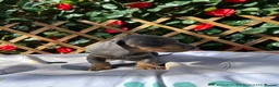 Miniature Dachshund dogs for sale:  Mini RARE SOLID BLACKS KC reg Health tested  - Advert 9