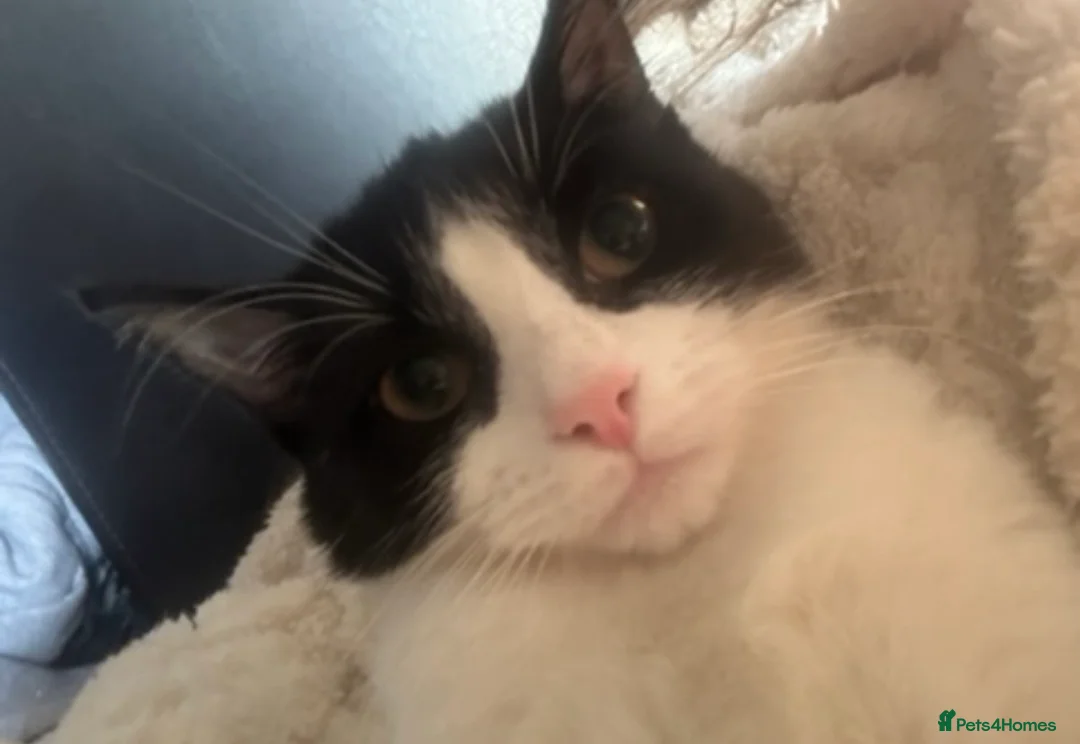 Mixed Breed cats for sale: Fred. in Luton - Advert 4