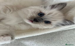 Ragdoll cats for sale: Ragdoll kittens  - Image 13