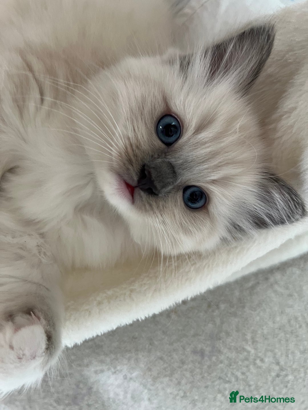 Ragdoll cats for sale: Ragdoll kittens  - Image 13